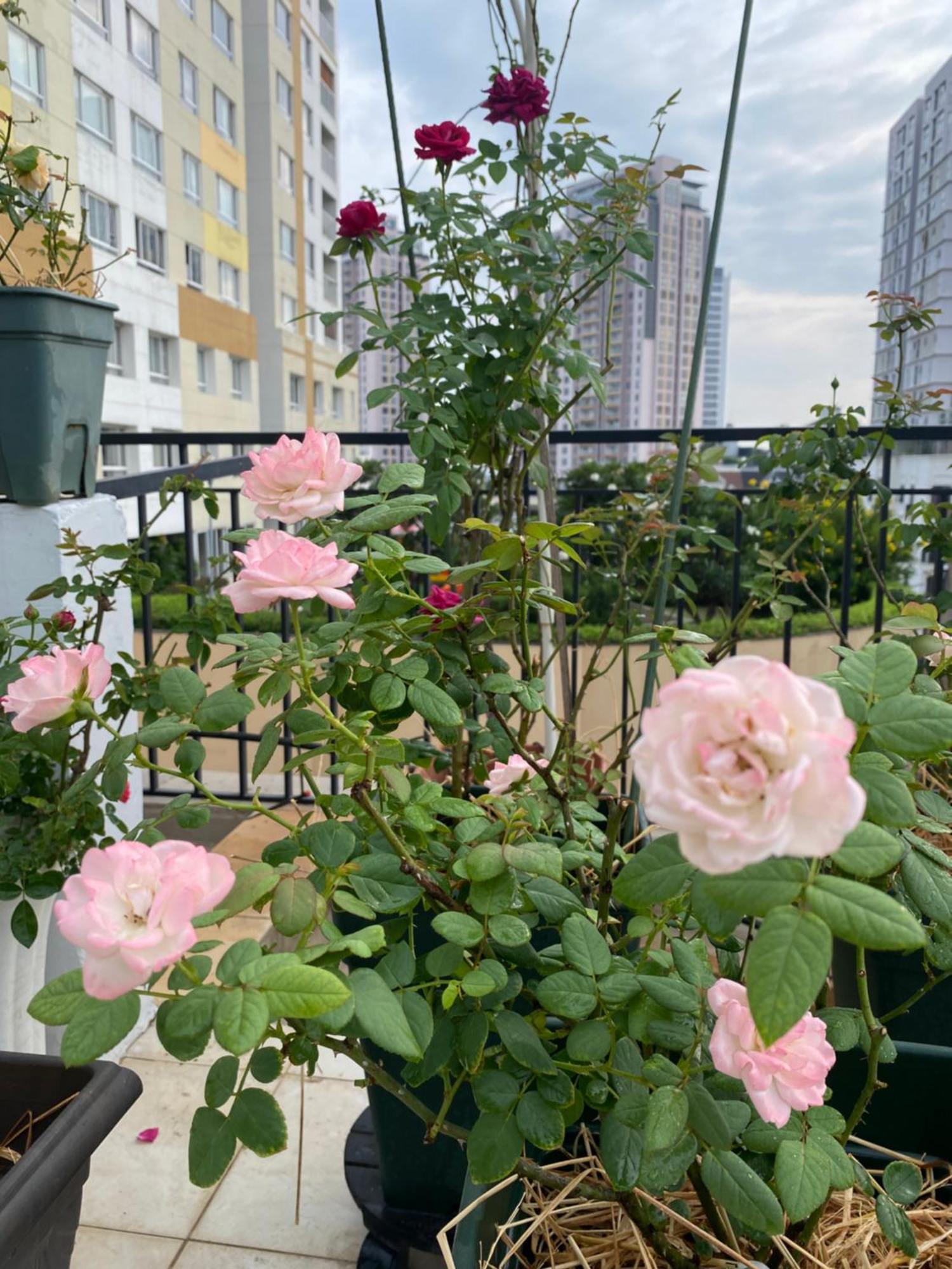 Homey Apartment Хошимин Экстерьер фото